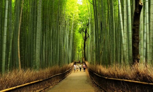 Arashiyama Bamboo Grove Kyoto, Japan