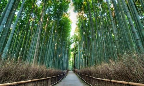 Arashiyama bamboo grove Japan