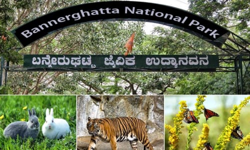 Bannerghatta National Park Bangalore