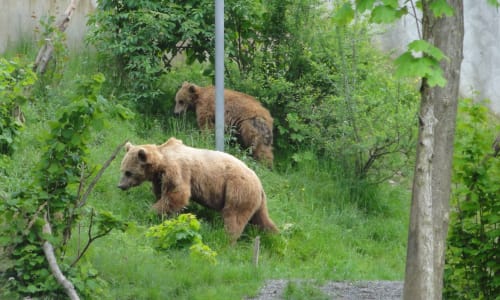 Bear Park Bern Switzerland