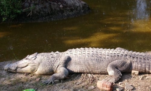 Bhagabatpur Crocodile Project Sundarbans National Park, India