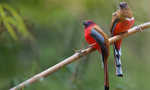 Bird-watching tour Sundarbans National Park, India