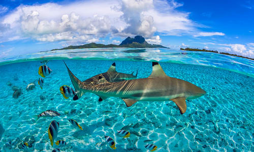 Blacktip reef sharks Bora Bora