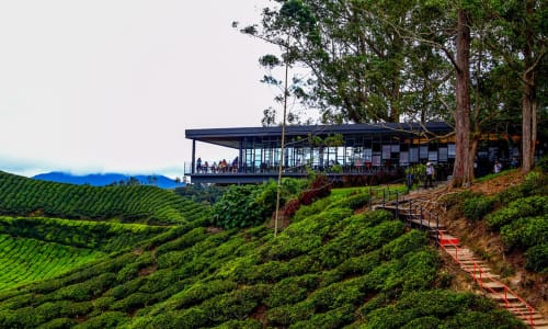 Boh Tea Plantation Malaysia