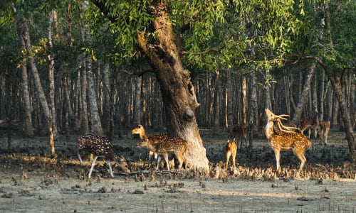 Bonfire and stargazing session Sundarbans National Park, India