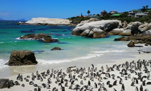 Boulders Beach (penguin colony) Cape Town, South Africa