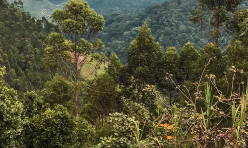 Bwindi Impenetrable Forest Uganda