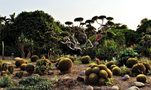 Cactus Garden Chandigarh