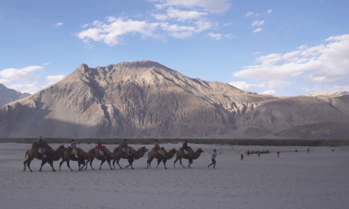 Camel ride on sand dunes Ladakh India