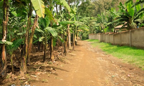 Coffee plantation Tanzania