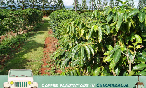 Coffee plantations Chikmanglore