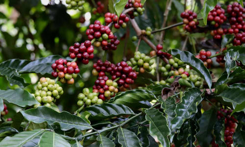 Coffee plantations Coorg