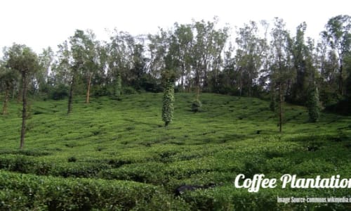 Coffee plantations in Chikmagalur Chikmagalur