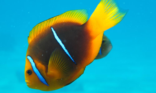 Colorful fish Bora Bora