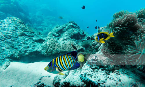 Colorful fish and marine life Bora Bora