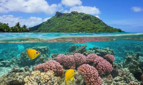 Coral reefs Bora Bora