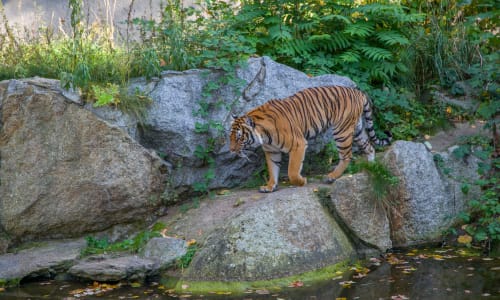 Corbett Tiger Reserve Kashipur