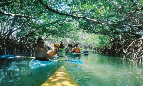 Damas Island Mangrove Estuary Azorescosta Rica