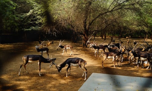 Deer Park New Delhi, India