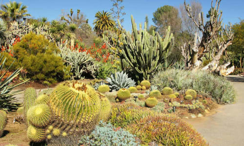 Desert Botanical Garden Arizona