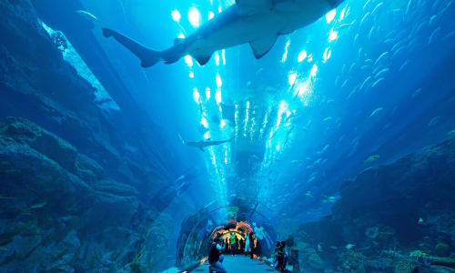 Dubai Aquarium and Underwater Zoo Dubai