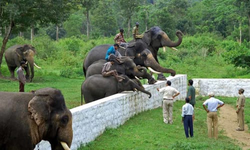 Dubare Elephant Camp Coorg, India
