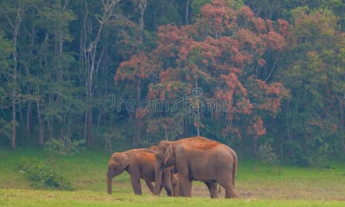 Elephant Junction Periyar National Park, India