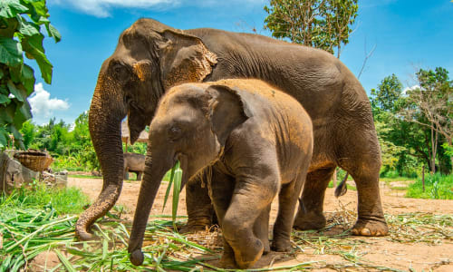 Elephant sanctuary Thailand