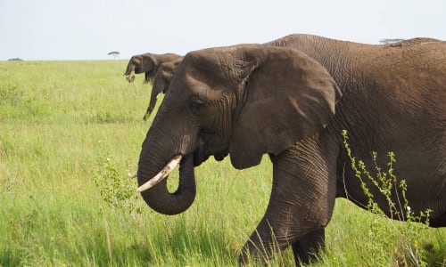 Elephants Serengeti National Park, Tanzania
