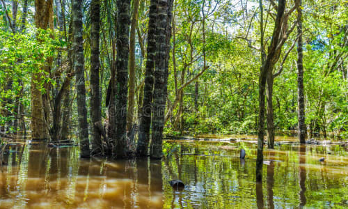 Flooded forest Amazon Rainforest, Brazil