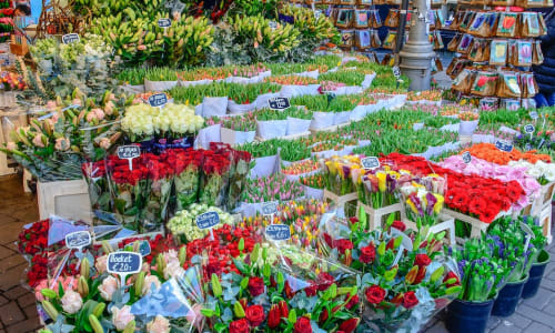 Flower market Amsterdam, Netherlands