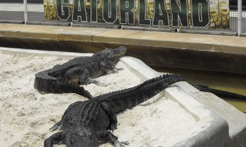 Gatorland Orlando, Florida, Usa