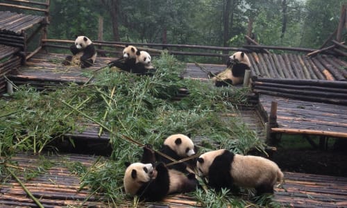 Giant Panda Breeding Research Base Chendu