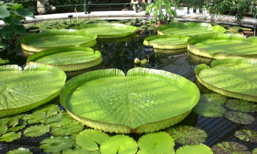 Giant water lilies Amazon Rainforest, Brazil