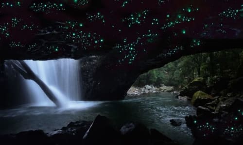 Glow Worm Caves Gold Coast, Australia