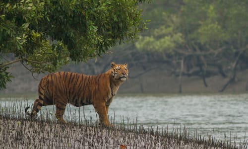 Guided nature walk Sundarbans National Park, India