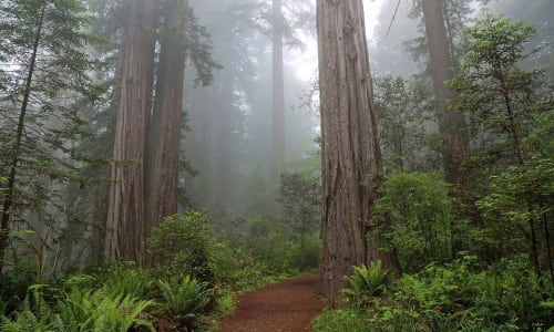 Hiking trails Redwood Forest Park