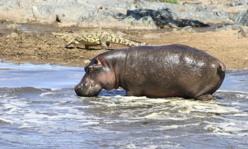 Hippos and crocodiles Serengeti National Park, Tanzania