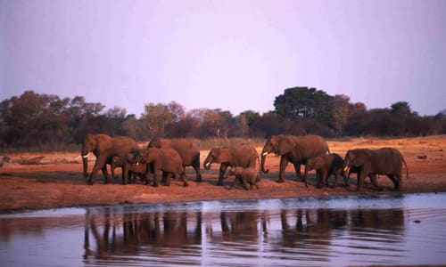 Hwange National Park Zimbambe