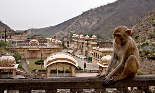 Jaipur Zoo Jaipur, India