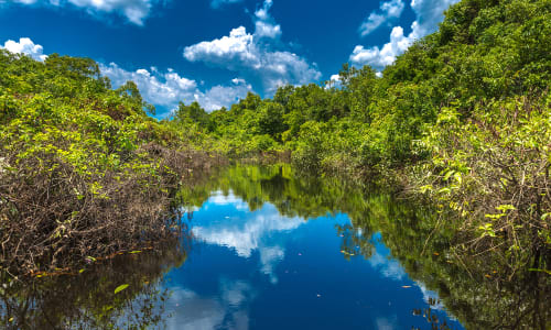 Jungle Amazon Rainforest, Brazil