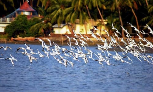 Kadalundi Bird Sanctuary Kozhikode
