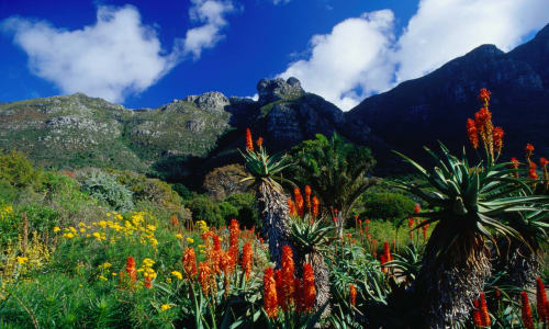 Kirstenbosch Botanical Gardens Cape Town, South Africa