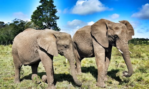 Knysna Elephant Park Garden Route, South Africa