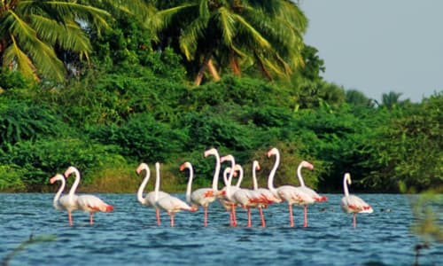 Kumarakom Bird Sanctuary Alappuzha