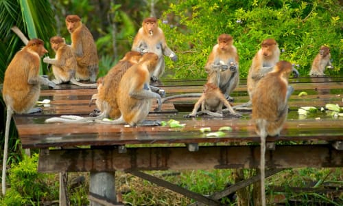 Labuk Bay Proboscis Monkey Sanctuary Sandakan