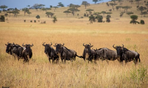 Large herds of wildebeest Serengeti National Park, Tanzania