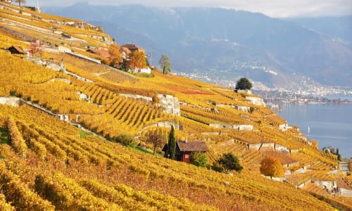 Lavaux Vineyard Terraces Suiza