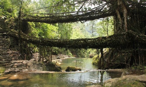 Living Root Bridges North East India