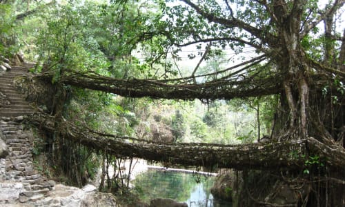 Living Root Bridges in Cherrapunji North East